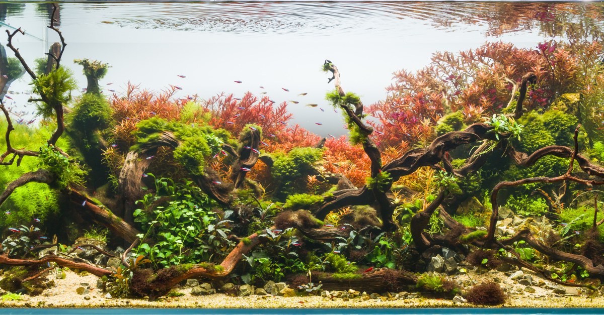 Błędy początkujących akwarystów – roślinne wyzwanie&nbsp;akwarystyczne