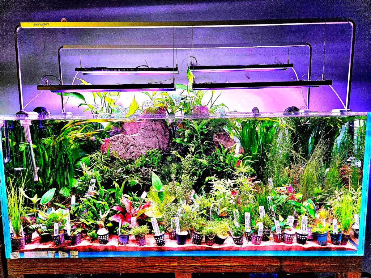 Użycie Mineralizatora Wody: Klucz do Optymalnej Jakości Wody w Akwarium&nbsp;😊🌱